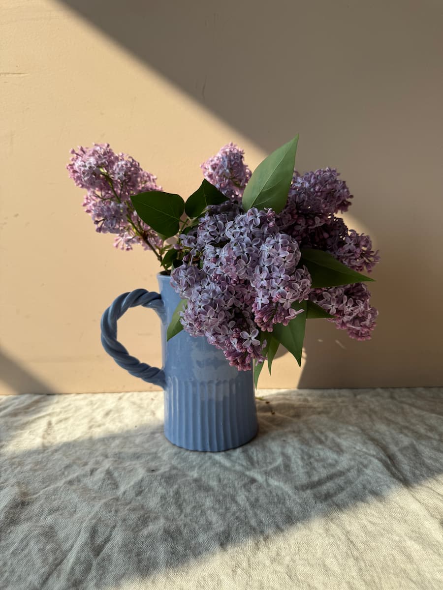 agenoria pitcher blue